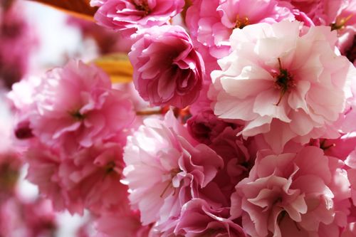 Free Close-up of beautiful pink cherry blossoms in full bloom, showcasing delicate petals and vibrant colors. Stock Photo