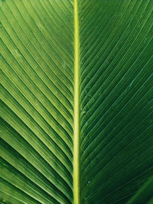 
The Midrib of a Green Leaf