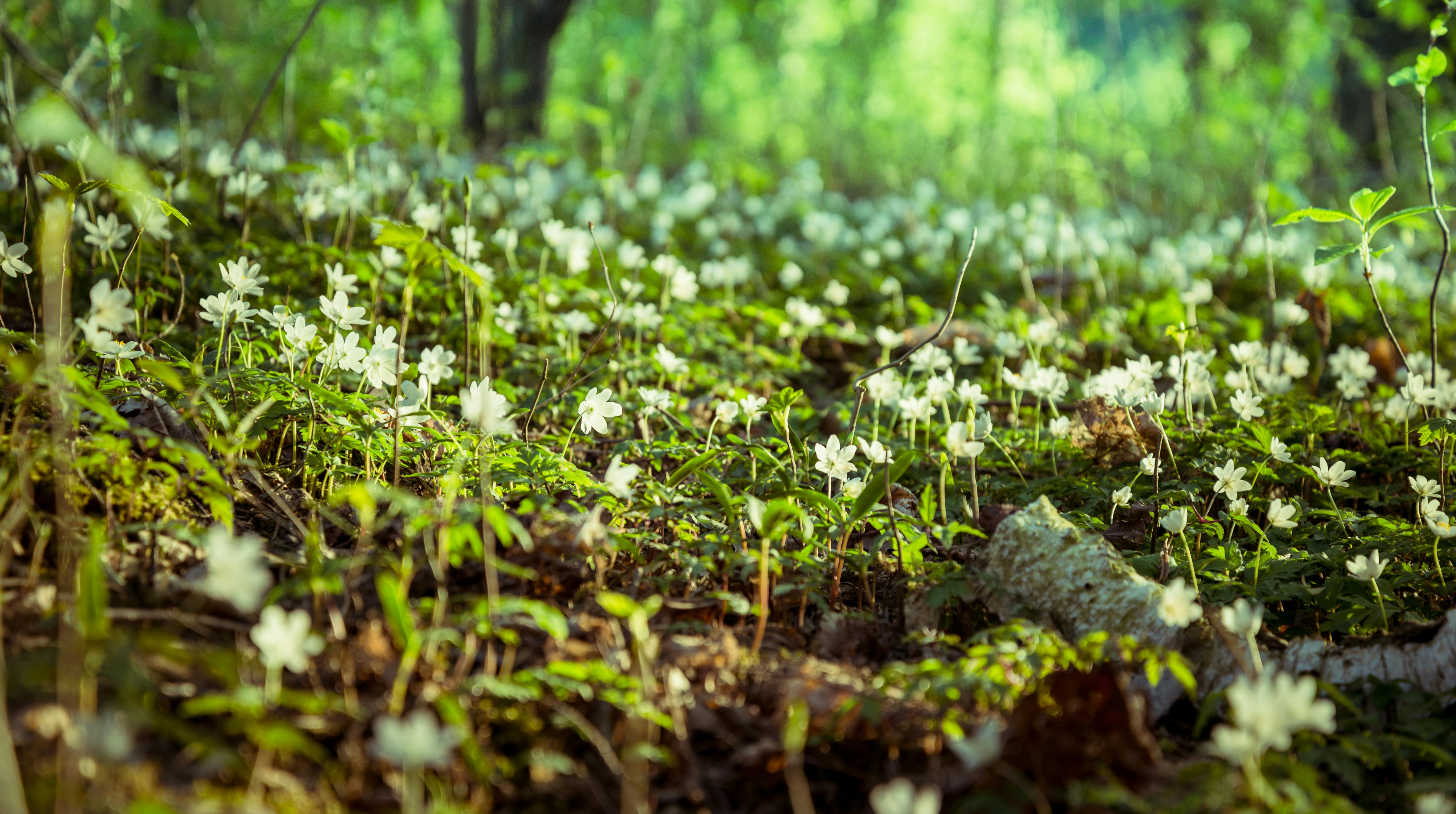 Free stock photo of background, beautiful flowers, dead trees