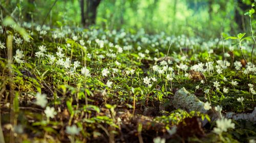 Free stock photo of background, beautiful flowers, dead trees Stock Photo