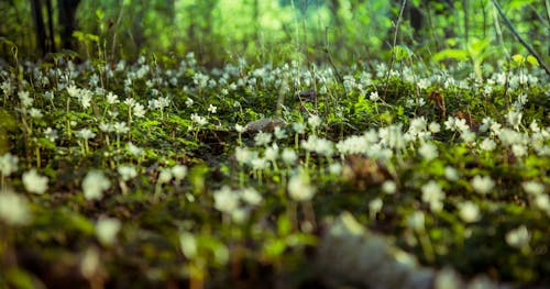 Free stock photo of background, beautiful flowers, forest Stock Photo