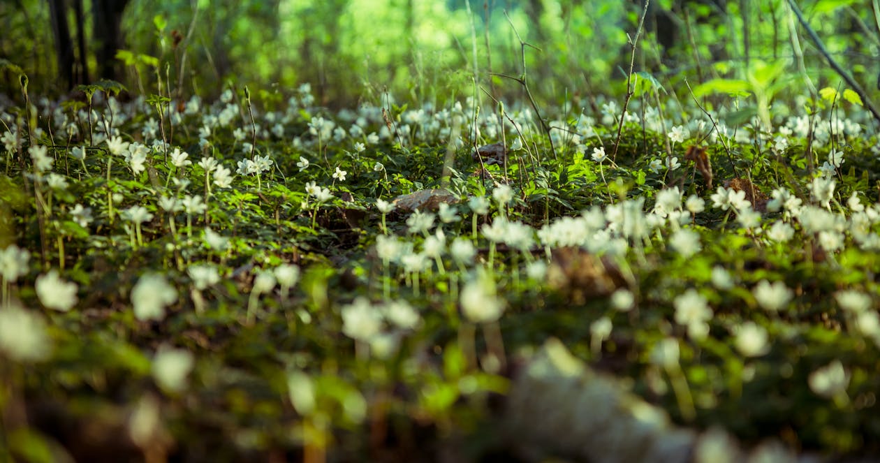 Kostenloses Stock Foto zu boden, hintergrund, mutter natur