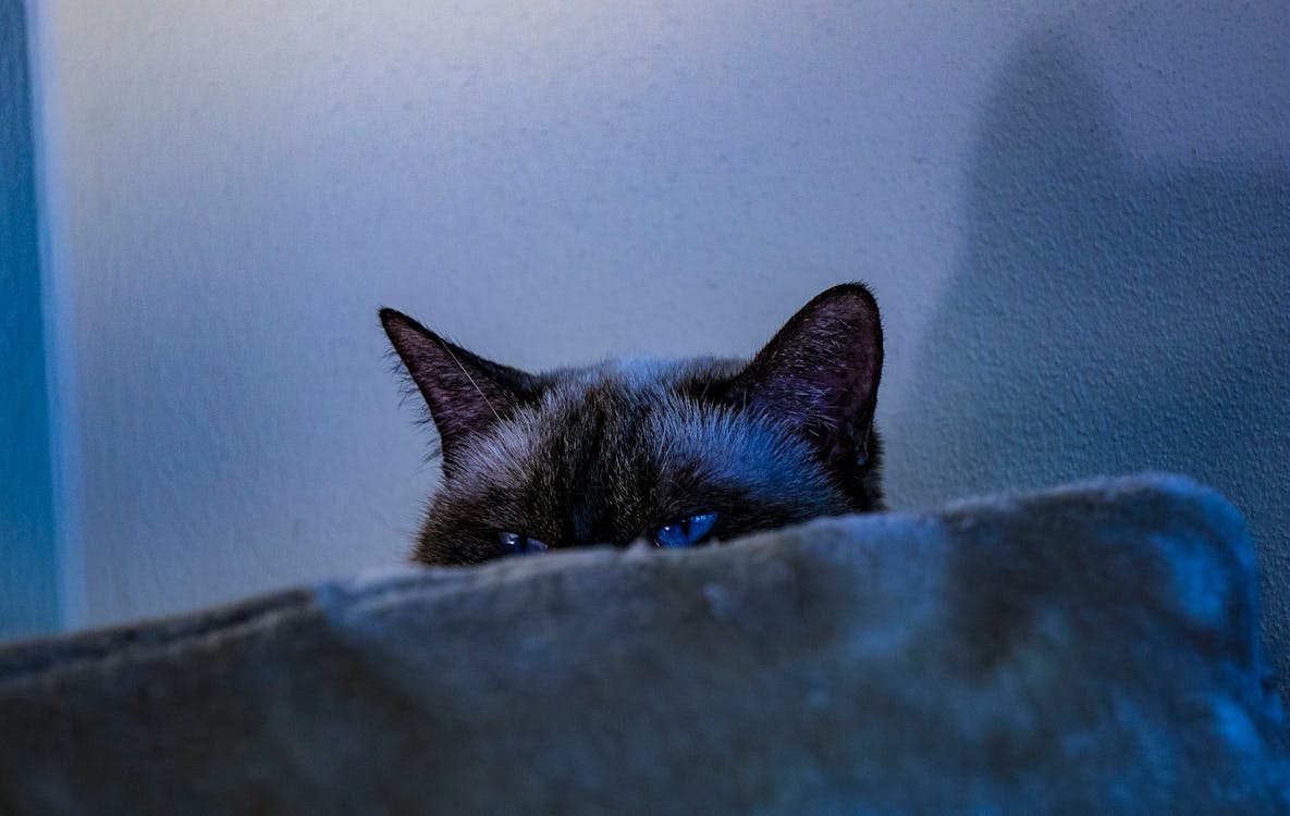 Free stock photo of animal photography, blue eyes, cat