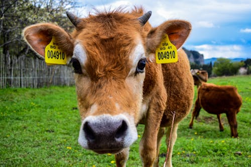 Free stock photo of cow, green, mountains