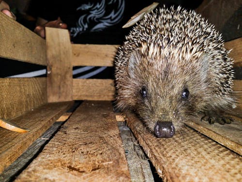 Free stock photo of hedgehog, night