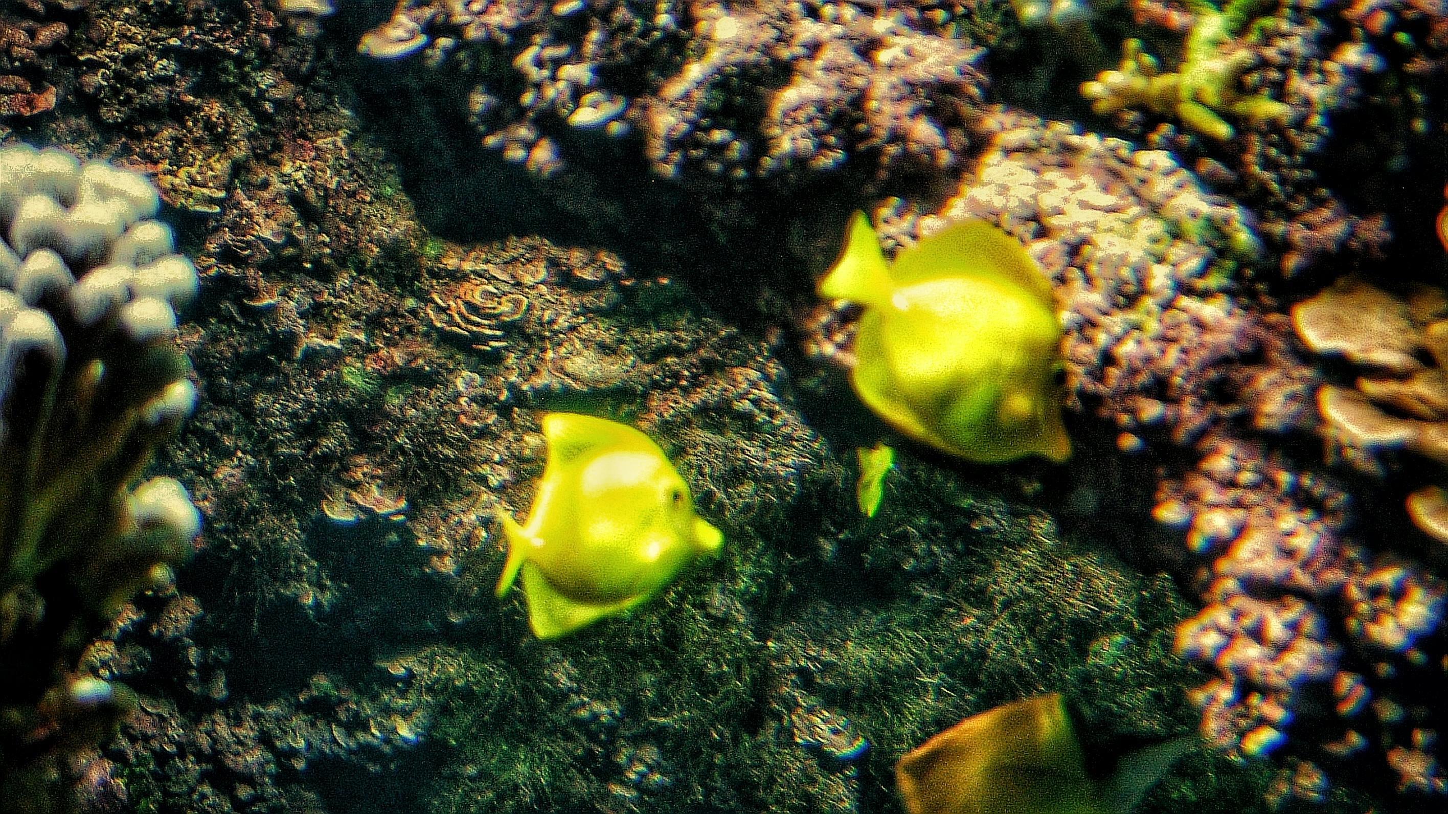 Active senior couple Susan and David hiking in Colorado mountains