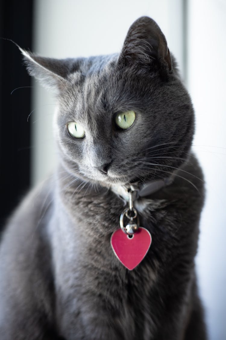 Russian Blue Cat With Heart Collar