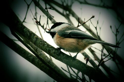 Free stock photo of animals, bird, chickadee