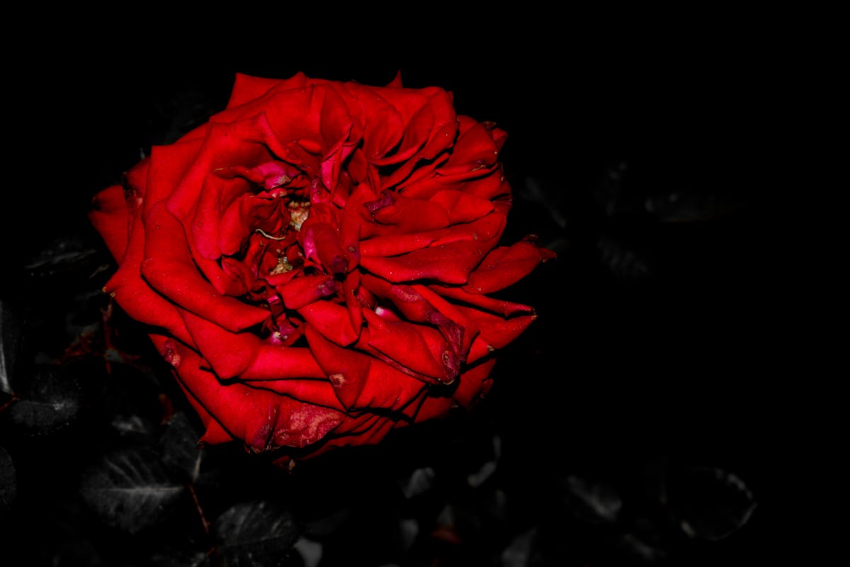 Older woman practicing gentle stretching or yoga at home