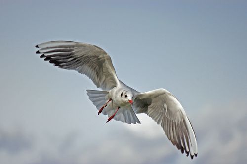 Free A stunning image of a seagull soaring gracefully in the sky, showcasing freedom and elegance. Stock Photo