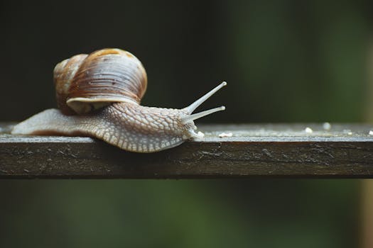 A detailed shot of a brown snail with a shell on a wooden surface, outdoors.