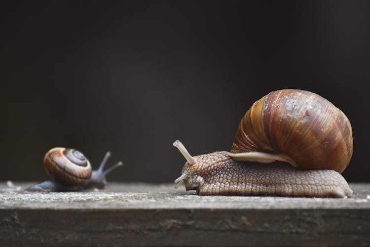 Close Up Of Snails