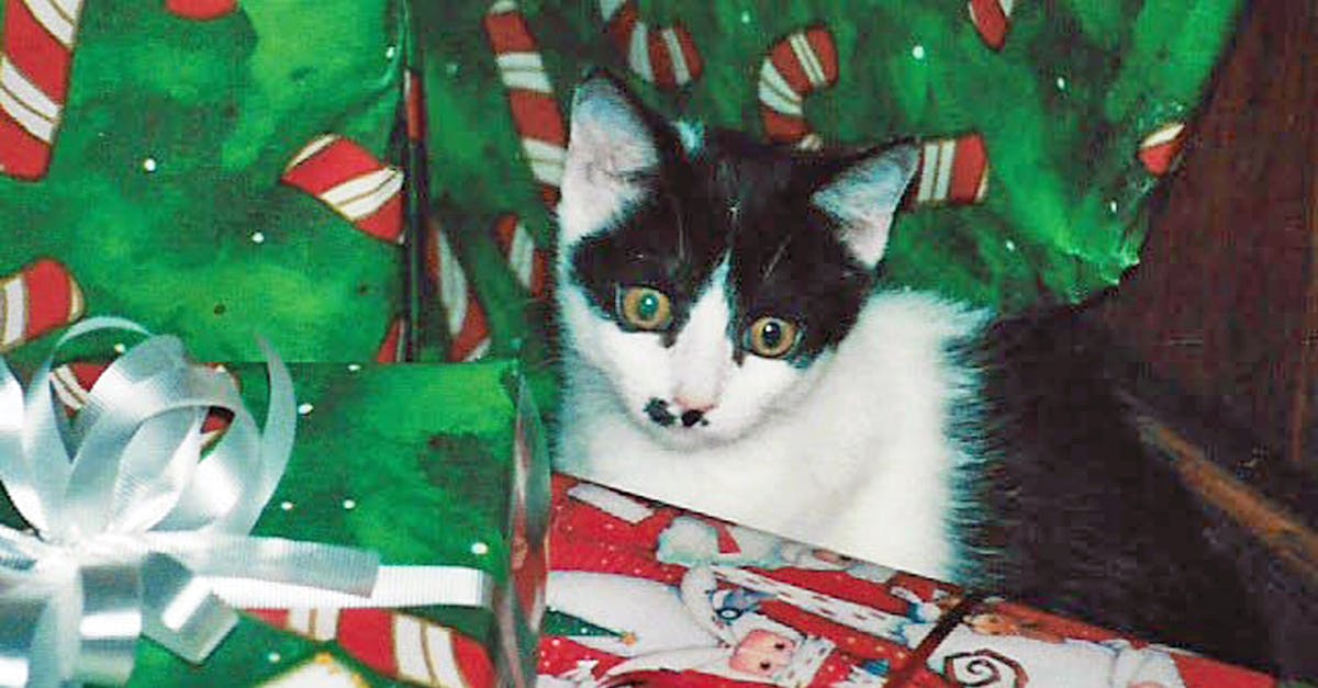 Free stock photo of cat, christmas