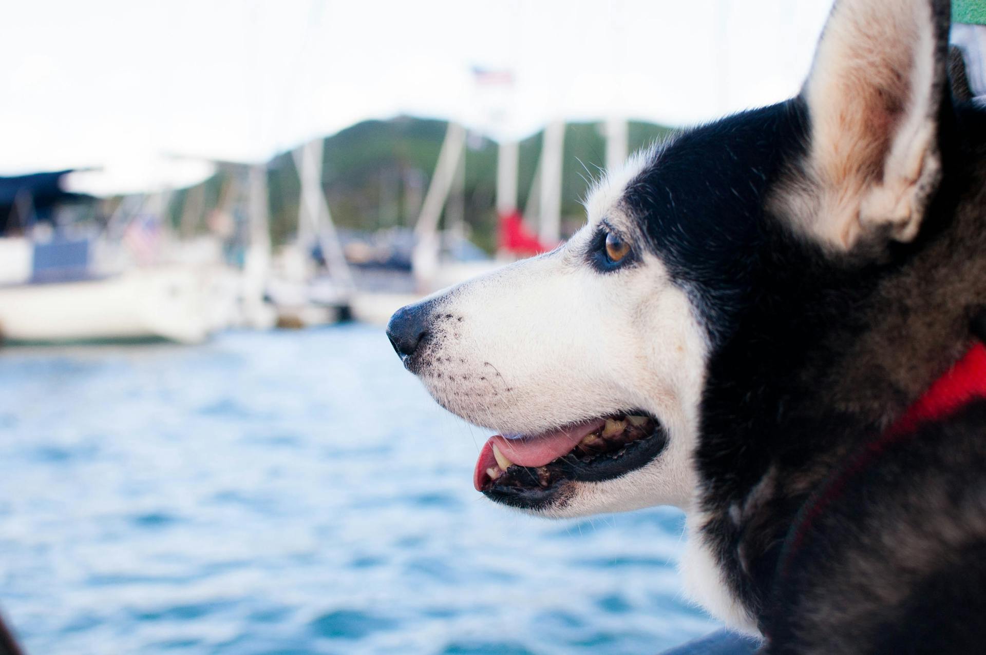 Siberian Husky Near Ocean at Daytime