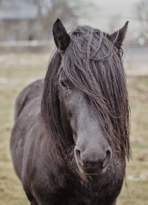 Portrait of a Black Horse with Its Hair Covering Half of Its Head 