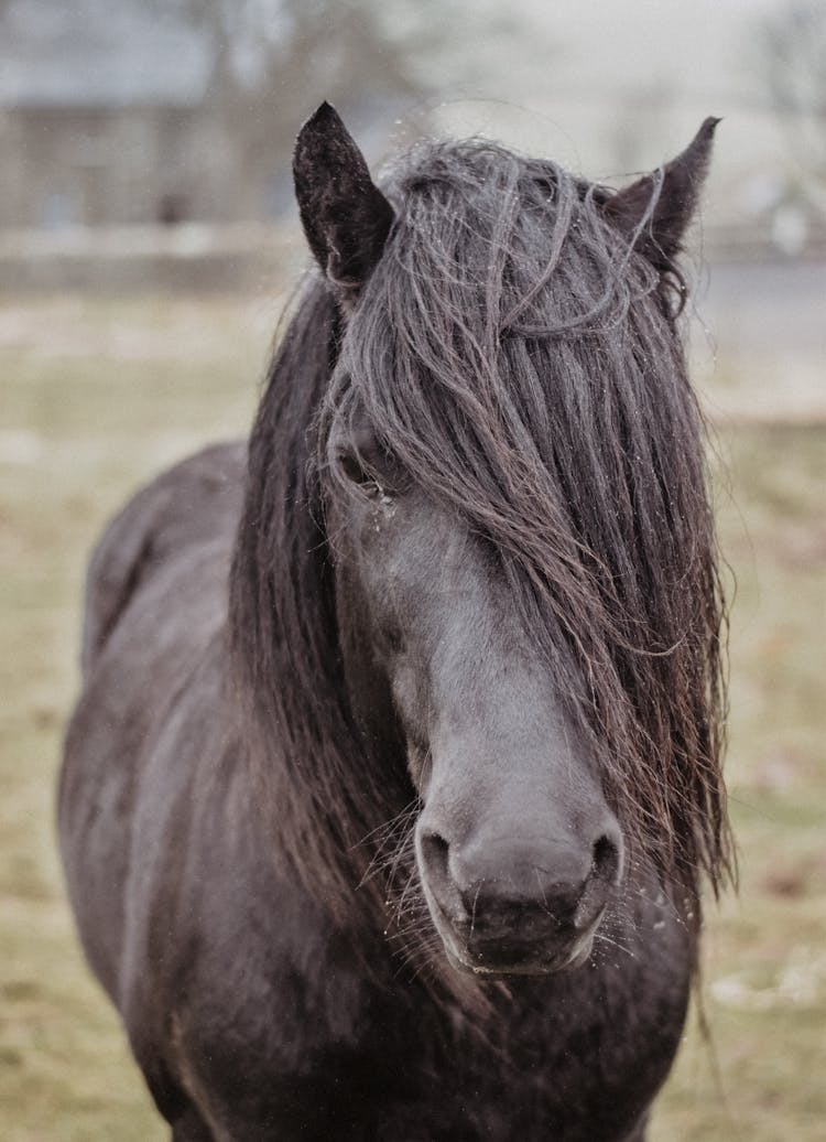 Portrait Of A Black Horse With Its Hair Covering Half Of Its Head 