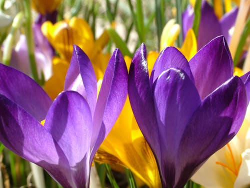 бесплатная Фиолетовый цветок и желтый цветок днем в фотографии крупным планом Стоковое фото