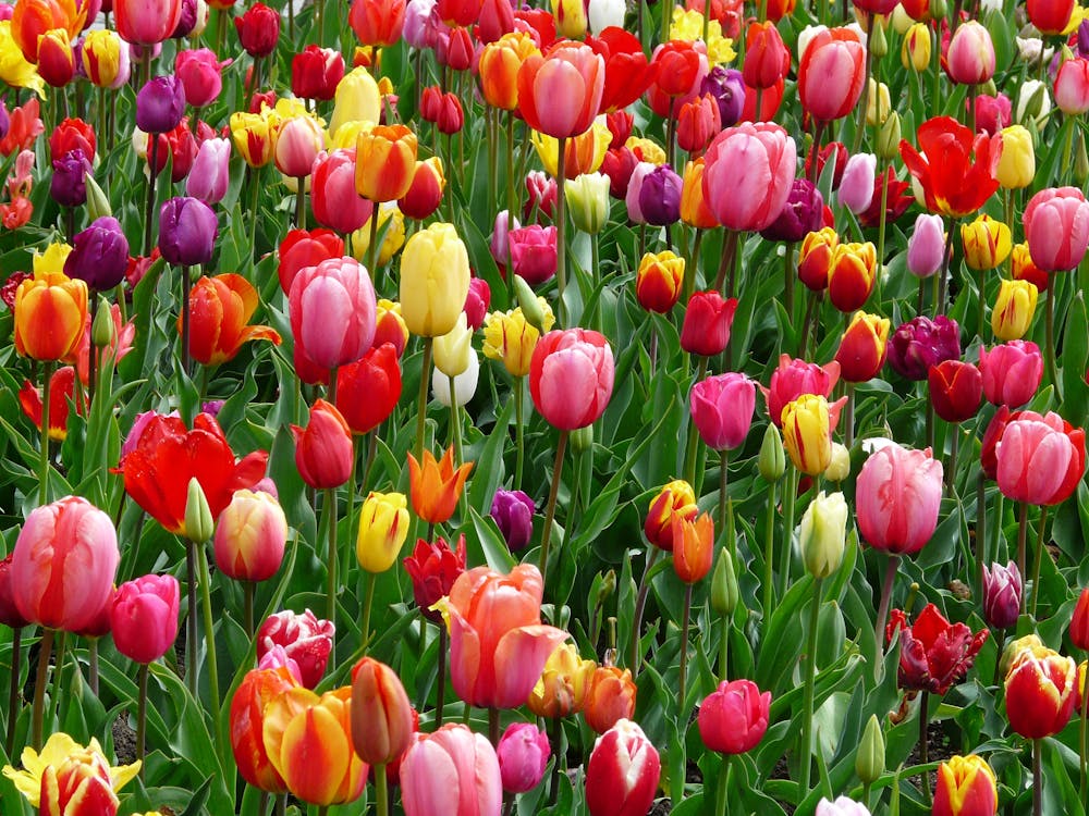 Rood Paars En Geel Tulpenvelden