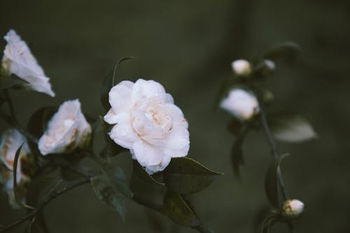 Photos gratuites de basculement, camélia, fleurs blanches