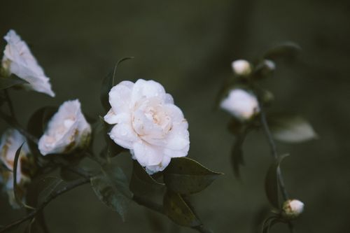 Free Close-up of blooming white camellia flowers with dew droplets. Stock Photo