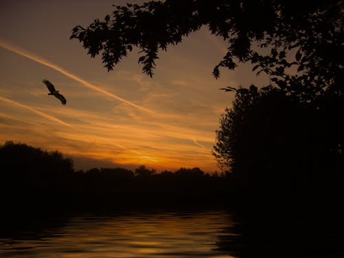 Silhouette of Bird Flying Beside Trees