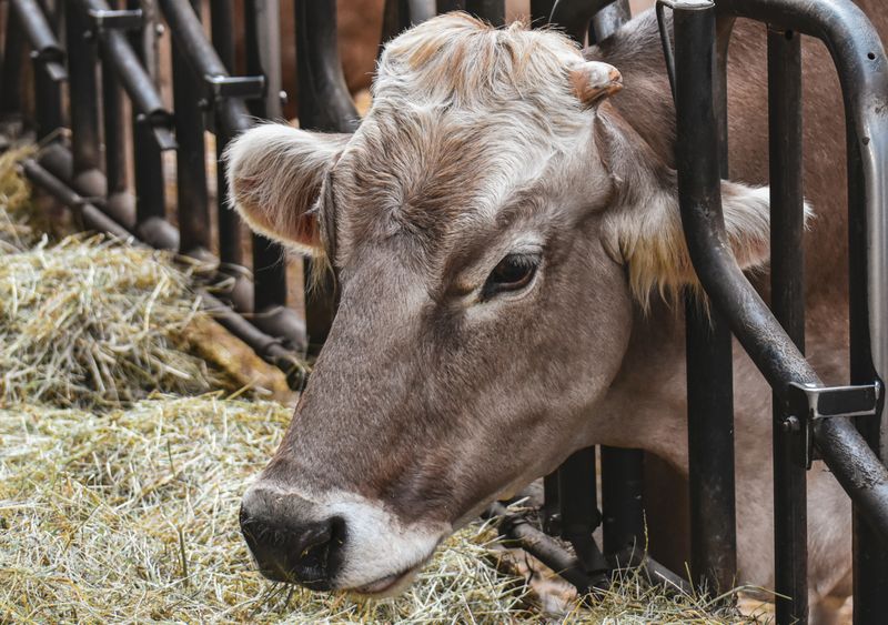 Cow eating hay on a farm