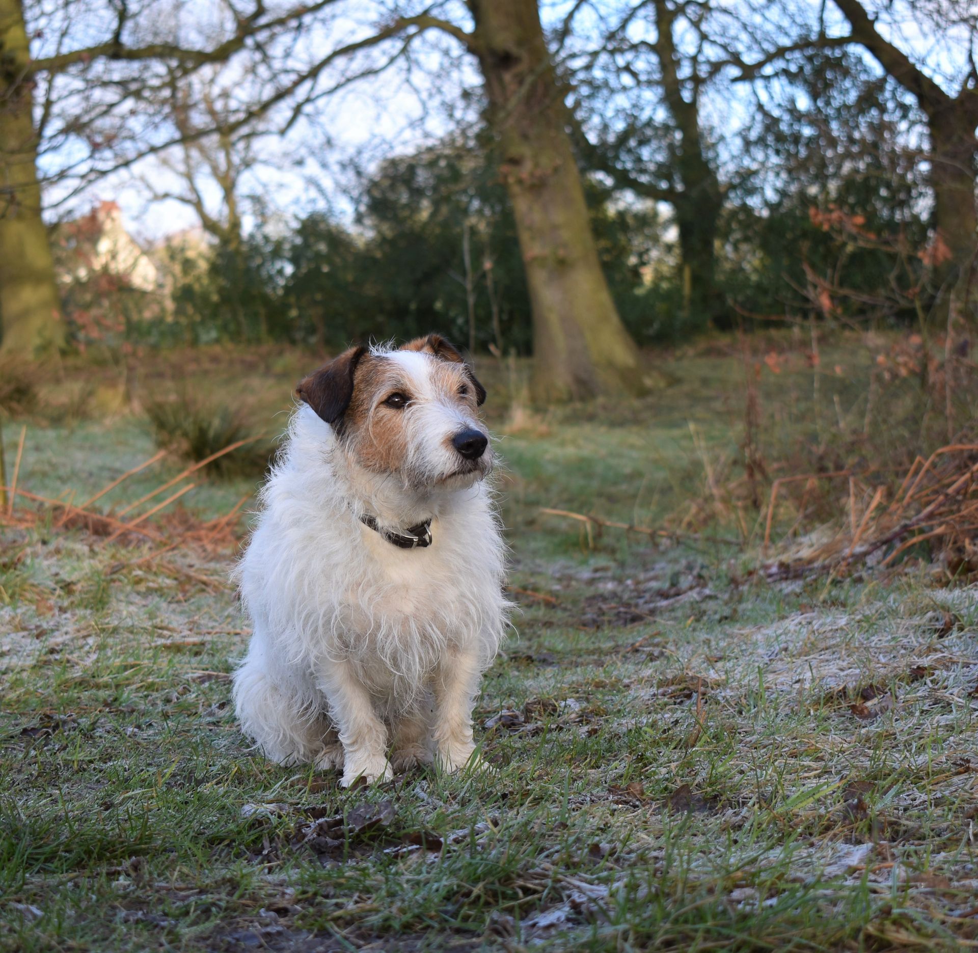 Cute Jack Russell Terrier Sitting on a Grassy Ground