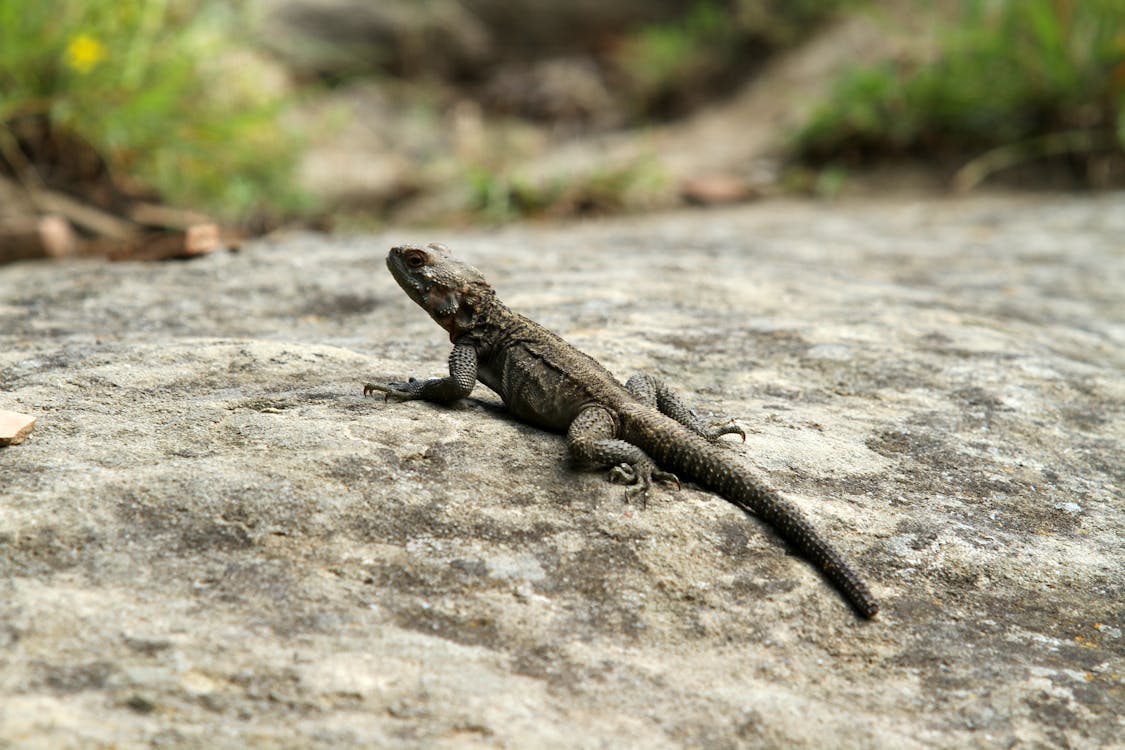 Fotos de stock gratuitas de animal, de cerca, exótico