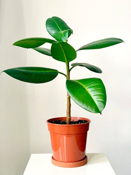 Free Close-Up Shot of an Indoor Plant Stock Photo
