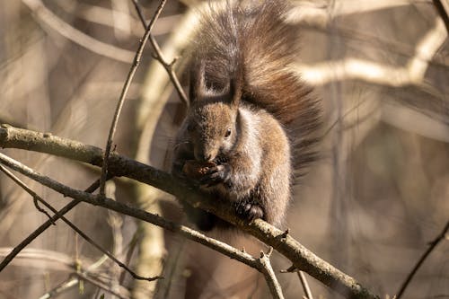 Close-Up Shot of a Squirrel Eating