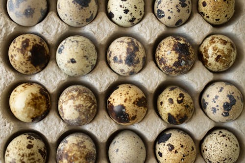 Quail Eggs in Close-Up Photography