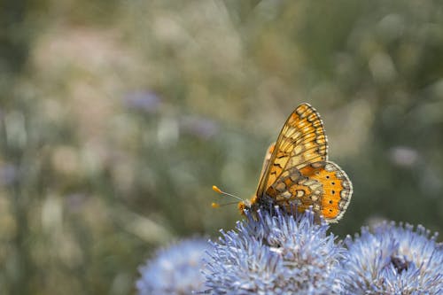 곤충 사진, 나비, 습지대의 무료 스톡 사진