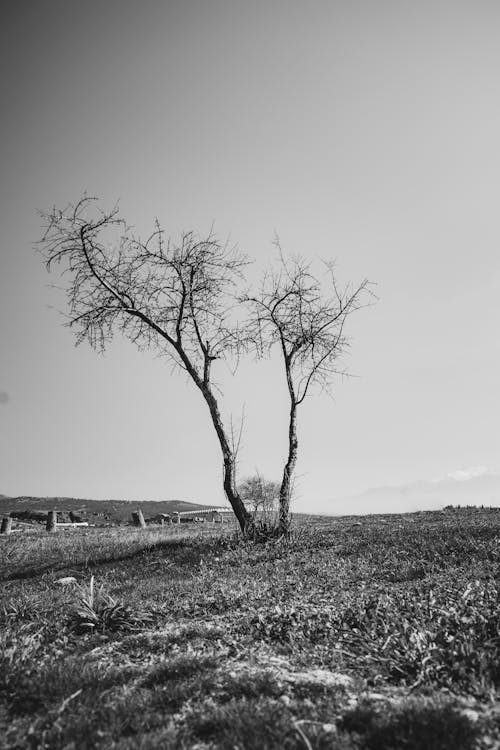 Gratuit Imagine de stoc gratuită din alb-negru, arbore, câmp Fotografie de stoc