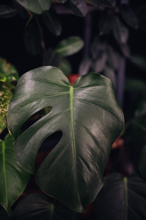 Free Green Leaf Plant in Close Up Photography Stock Photo