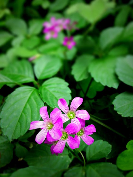無料 ピンク5花びらの花のマクロ撮影 写真素材