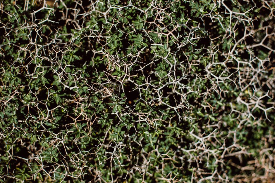 Close-up of dense, tangled undergrowth - brush clearing near me Close-up of dense, tangled undergrowth - brush clearing near me
