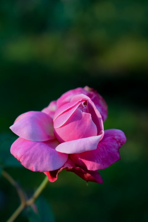Foto profissional grátis de botão de flor, broto, cor-de-rosa