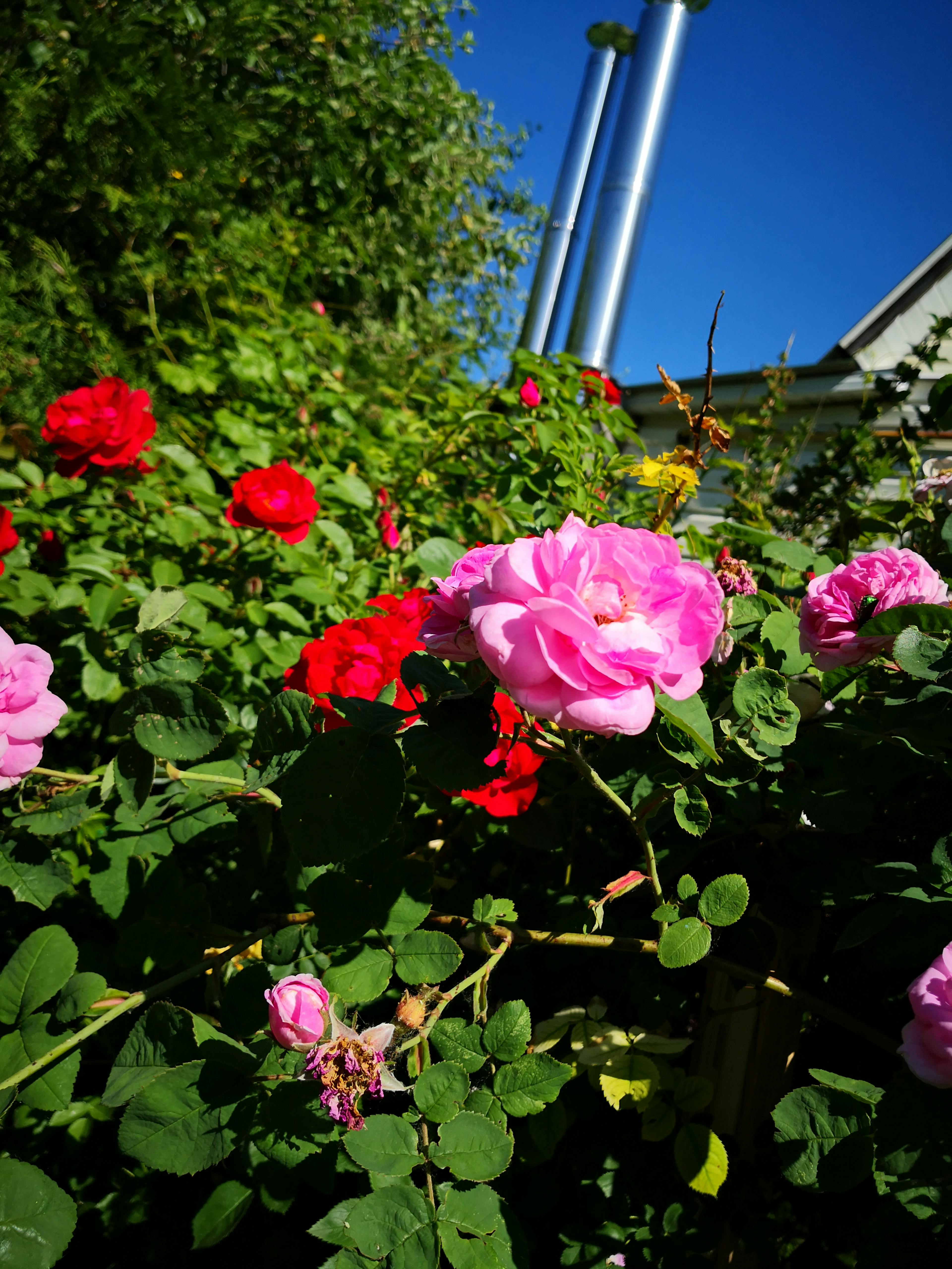 NYC Bed Bug Law and Bronx Landlord Obligations: What Local Law 69 Means for Your Building