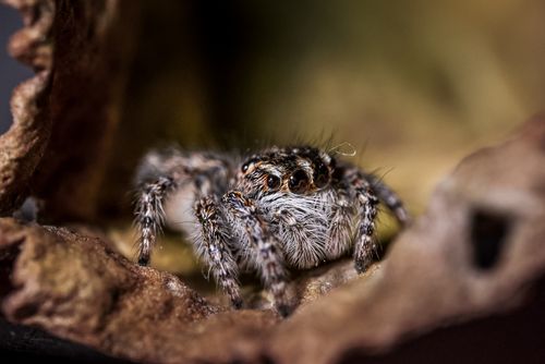 Free Detailed macro photo capturing a jumping spider on a textured surface in Greece. Stock Photo