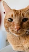 Free 大貓, 小貓, 橙色的猫 的 免费素材图片 Stock Photo