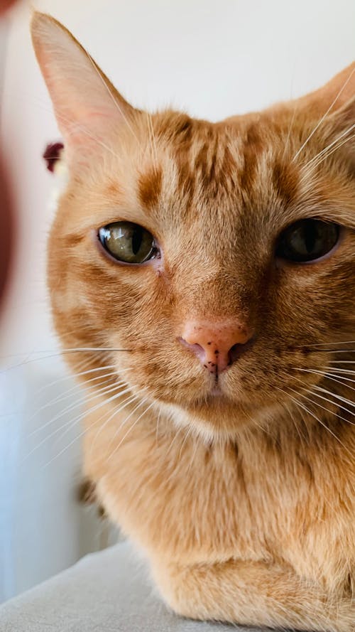 Free 大貓, 小貓, 橙色的猫 的 免费素材图片 Stock Photo