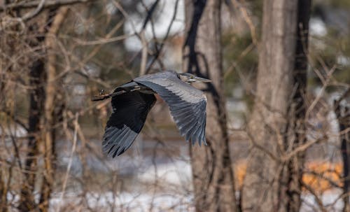 Free stock photo of bird flying, blue heron Stock Photo