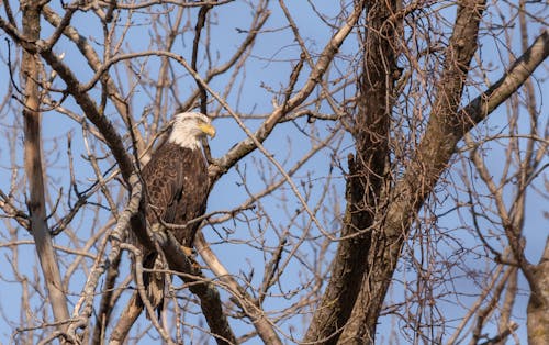 Free Bald Eagle on Brown Bare Tree Stock Photo