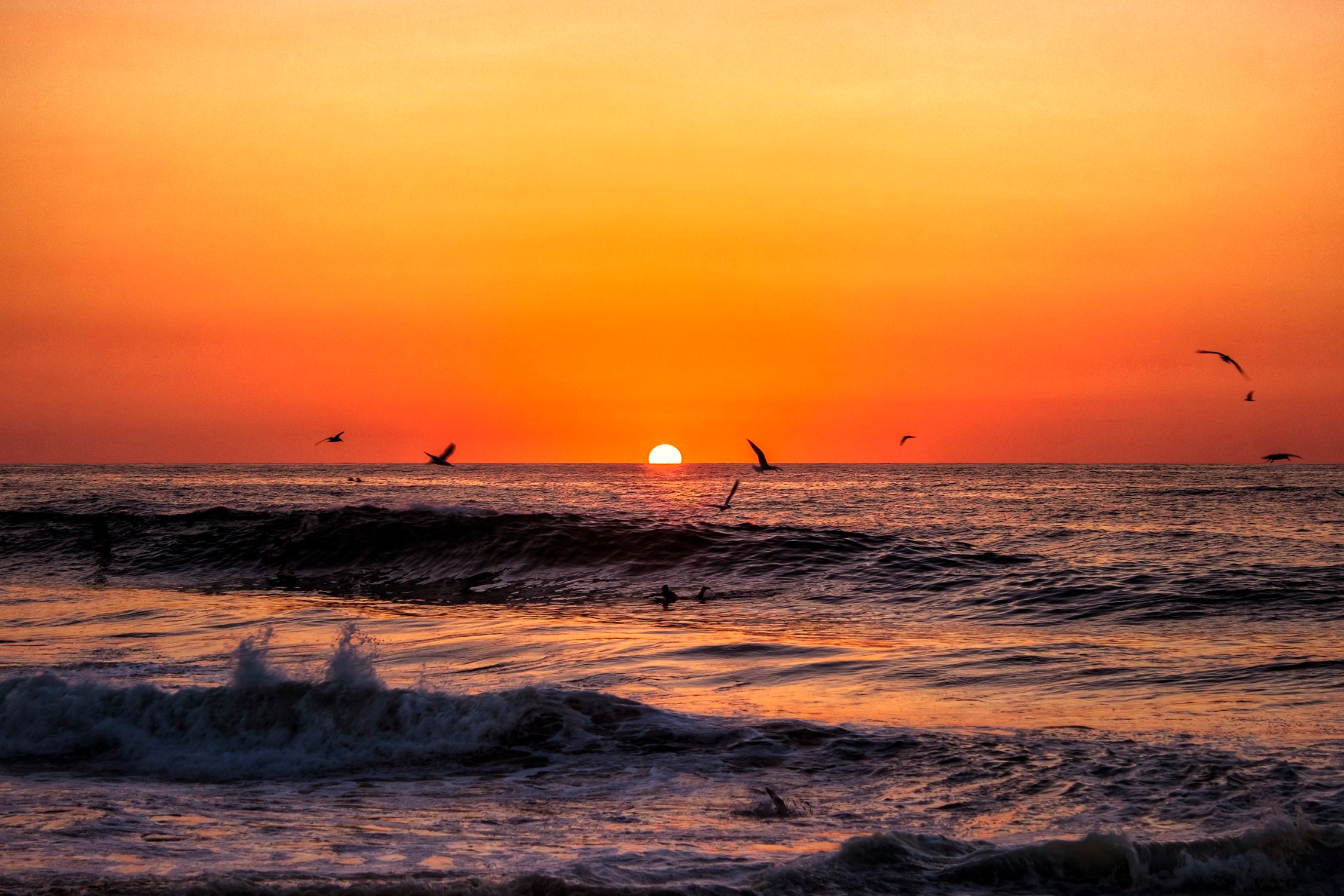 Silhouette of Bird Flying over Sea Waves during Sunset · Free Stock Photo