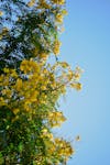 Free Green Tree with Yellow Flowers Under Blue Sky Stock Photo