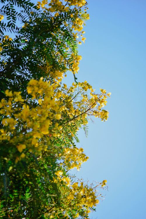 Free Vibrant yellow flowers against a clear blue sky, showcasing nature's beauty. Stock Photo