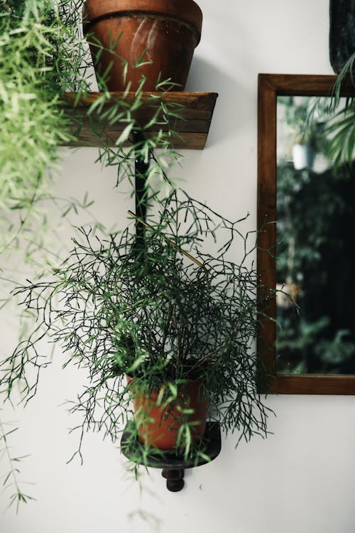 Foto profissional grátis de panelas de barro, plantas verdes, tiro vertical