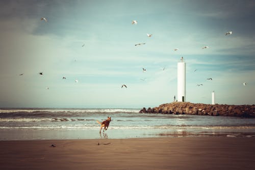 Free stock photo of beach, beacon, dog