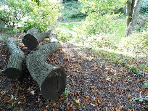 ログ, 丸太, 倒れた木の無料の写真素材