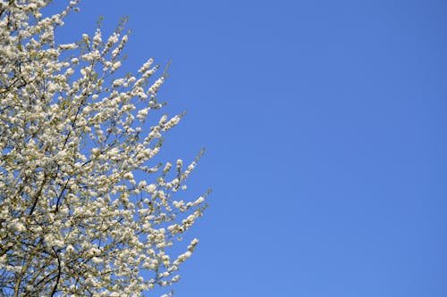 Bezpłatne Darmowe zdjęcie z galerii z błękitne niebo, drzewo, kwiat wiśni Zdjęcie z galerii